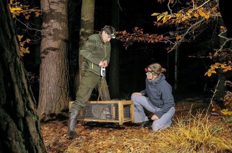 Ein Waschbär ist in die Falle von Frank und Berit Michler gegangen. – Bild: Florian Guthknecht / Ein Waschbär ist in die Falle von Frank und Berit Michler gegangen. Ein Waschbär ist in die Falle von Frank und Berit Michler gegangen. – Bild: Florian Guthknecht / Ein Waschbär ist in die Falle von Frank und Berit Michler gegangen.