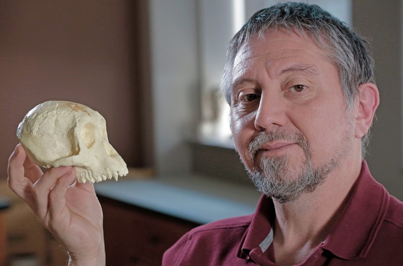 Prof. David Begun, Paläoanthropologe an der University of Toronto, mit dem Schädel eines Schimpasen. – Bild: SWR/Florian Breier Prof. David Begun, Paläoanthropologe an der University of Toronto, mit dem Schädel eines Schimpasen. – Bild: SWR/Florian Breier