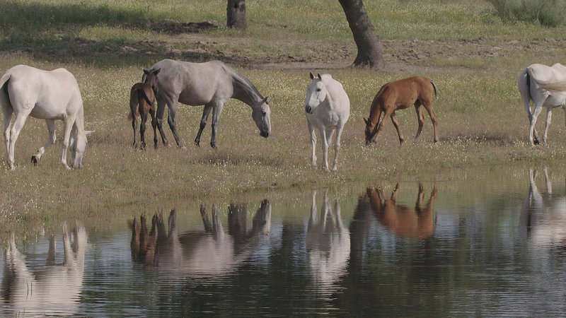 Dehesa - Iberischer Einklang mit der Natur – Bild: Planet
