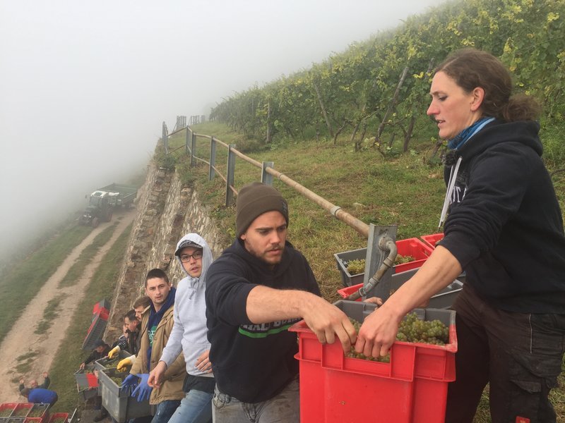 Zu Herbstbeginn ist die arbeitsreichste Phase im Weinberg. Jetzt gilt es, jeden Tag zu nutzen, die Trauben zu ernten. – Bild: ZDF und Sven Markmann Zu Herbstbeginn ist die arbeitsreichste Phase im Weinberg. Jetzt gilt es, jeden Tag zu nutzen, die Trauben zu ernten. – Bild: ZDF und Sven Markmann