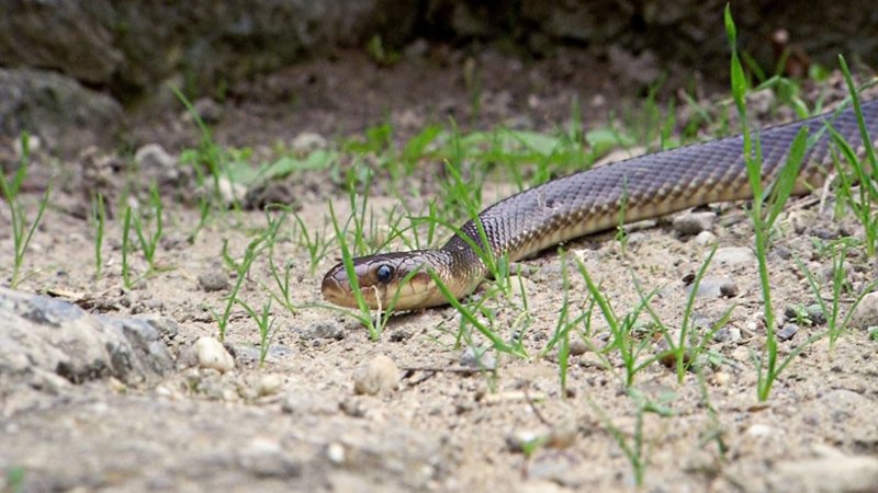 Äskulapnatter. – Bild: ORF Äskulapnatter. – Bild: ORF
