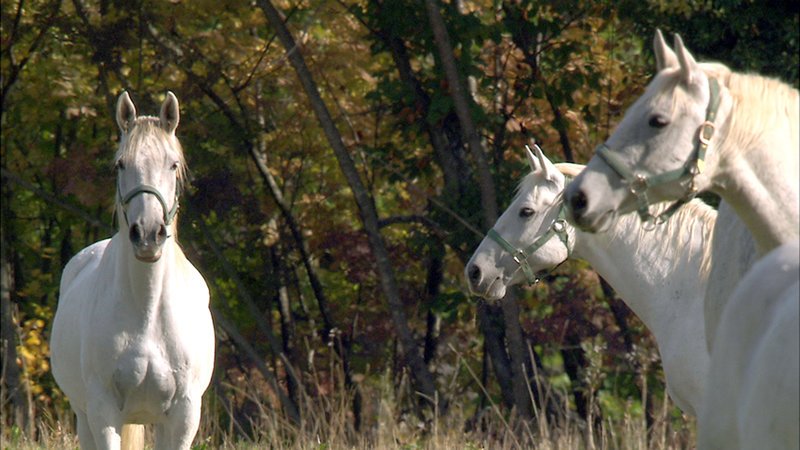 Lipizzaner im Wald von Lipizza. – Bild: 3sat