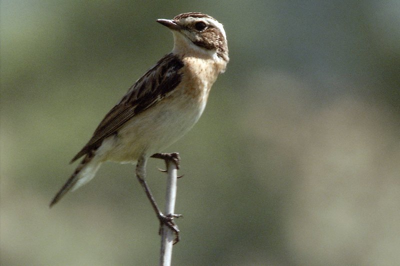 Braunkehlchen am Grünen Band. – Bild: HR/​Uwe Müller