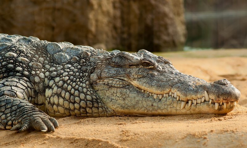 nile crocodile, crocodylus niloticus, zoo , – Bild: CC0