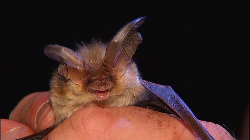 Fledermaus im Kellerwald. – Bild: HR