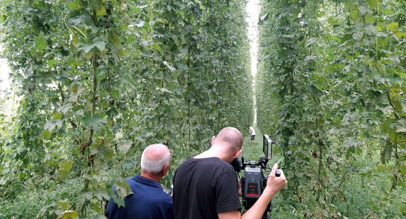 Dreharbeiten mit Hopfenbauer Ludwig Locher, er baut die fast ausgestorbene Hopfensorte Rottenburger Späthopfen an. – Bild: SWR/​Sabine Keller