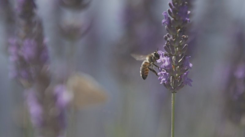 Lavendelblüte in Südfrankreich – Bild: ZDF und Gregor Schönfelder; werwiewas medienproduktion Verwendungsrecht: unbe
