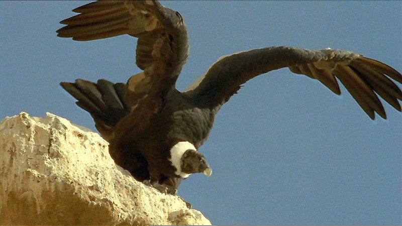 Der mächtige Kondor, der König der Lüfte, startet zum Flug über sein riesiges Herrschaftsgebiet. – Bild: ZDF und Hans Giffhorn Der mächtige Kondor, der König der Lüfte, startet zum Flug über sein riesiges Herrschaftsgebiet. – Bild: ZDF und Hans Giffhorn
