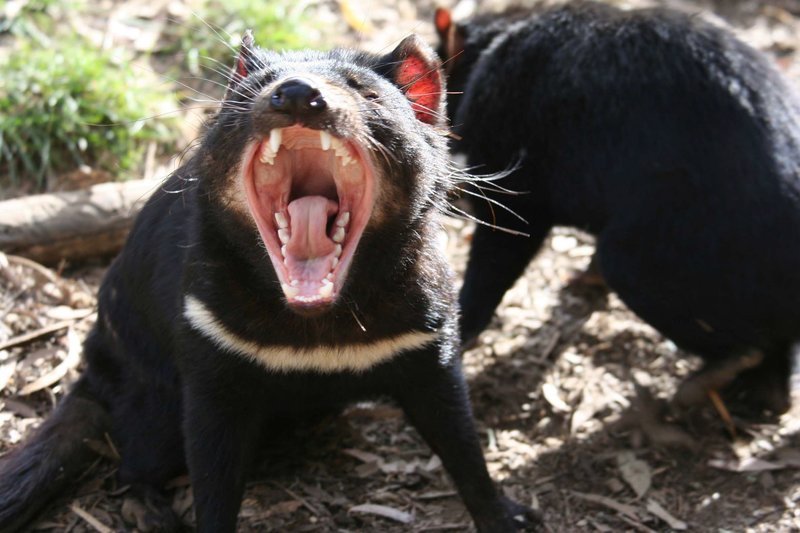 Der Tasmanische Teufel ist der größte Beutelräuber der Erde. Er galt als ausgestorben, bis er mehrfach in den letzten Jahren wieder gesichtet wurde. – Bild: BR/​Angelika Sigl
