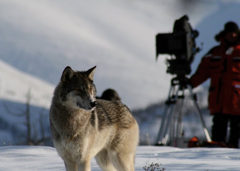 Der Wolf Toby scheint wenig Interesse an dem Kameramann im Hintergund zu haben. – Bild: ZDF und Didier Langou