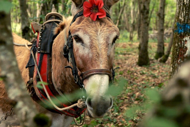 Allen industriellen Errungenschaften zum Trotz gibt es Arbeiten, die nur ein Esel verrichten kann. Vor allem im Wald, in dem ein Traktor nur großen Schaden anrichten würde. Der Esel ist ein Fachmann darin, im Unterholz zu lichten. – Bild: ARTE France /​ © Alle Rechte vorbehalten