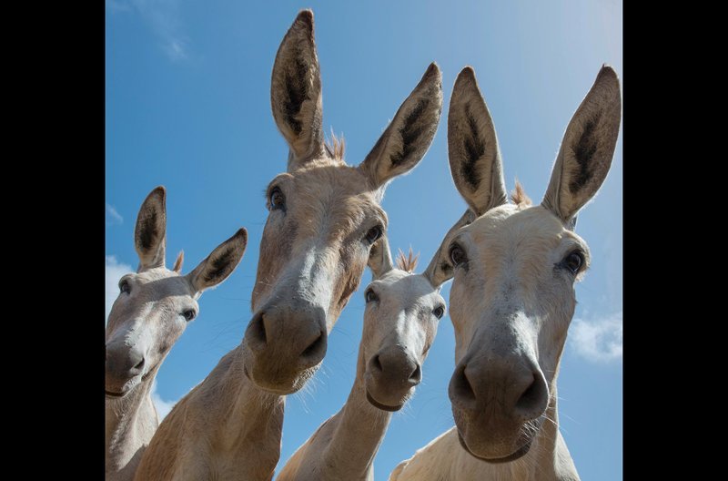 Gerade in der Pubertät können Esel wirklich stur sein. – Bild: Jens-Uwe Heins / Gerade in der Pubertät können Esel wirklich stur sein. Gerade in der Pubertät können Esel wirklich stur sein. – Bild: Jens-Uwe Heins / Gerade in der Pubertät können Esel wirklich stur sein.