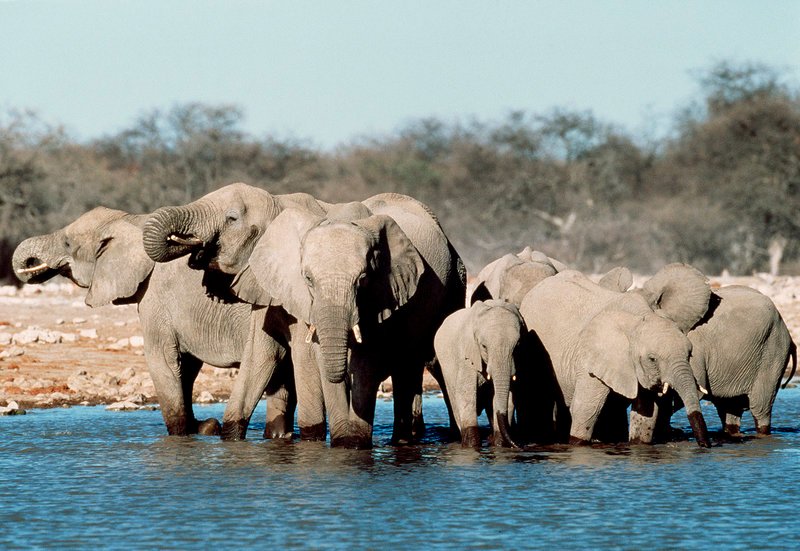 Eine Herde Elefanten an einem Wasserloch. – Bild: MDR/​Degeto
