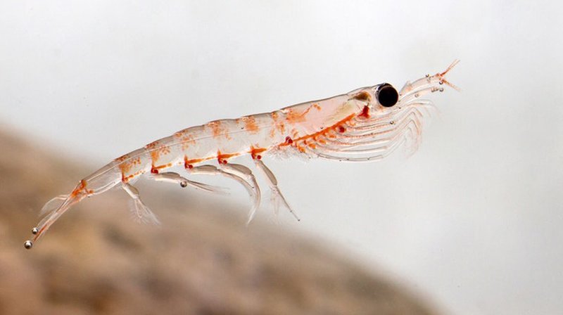 Bis zu sechs Zentimeter groß ist dieses Krebstierchen namens Krill. – Bild: BR/​NDR