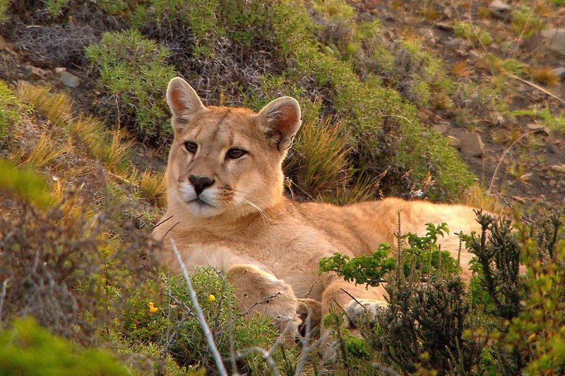 Normalerweise verschlafen Pumas den Tag an einem geschützten Ort. – Bild: SWR/​NDR Naturfilm