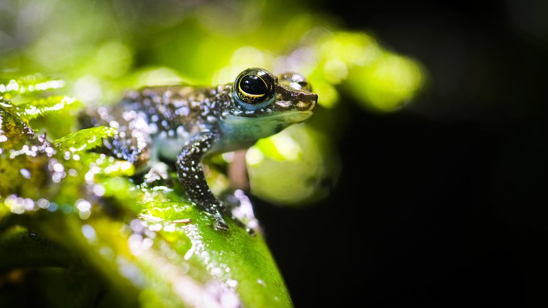 O du wilde Weihnachtszeit – Bild: Terra Mater /​ Roland Gockl