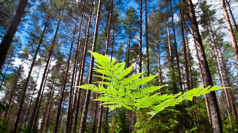 Farn im Wald an einem Sommertag. – Bild: rbb/​Colourbox/​Dmitry Naumov