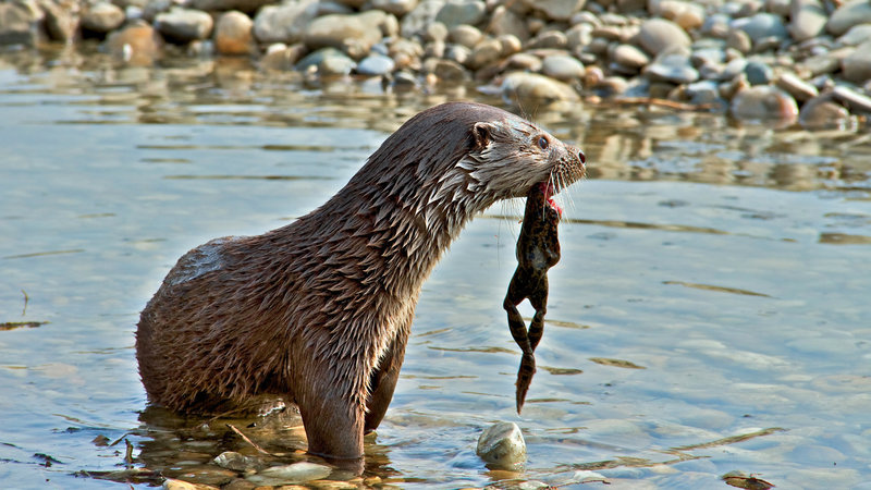 Wildnis am Strom – Bild: SWR