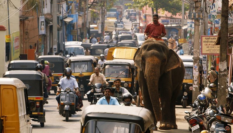 Der königliche Mahout reitet auf seinem Elefanten zur Arbeit. – Bild: SWR/​Marcus Winterbauer