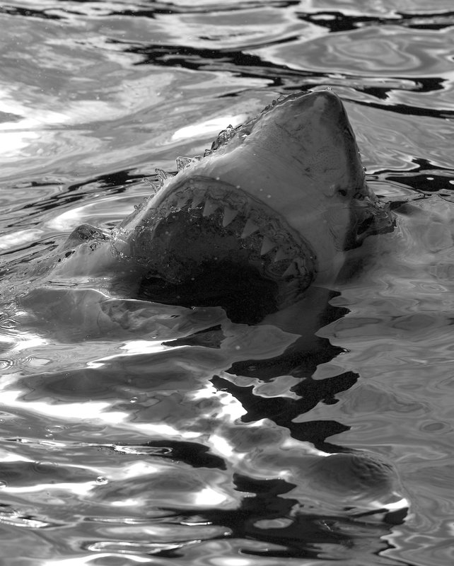 Shark Week S28e09 Ninja Sharks Jager Der Tiefe Ninja Sharks Fernsehserien De