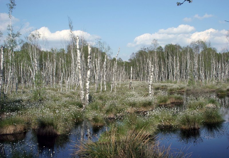 Die renaturierten Moorflächen mit Wollgras und abgestorbenen Birken erinnern an Sibirien. – Bild: NDR/​NDR/​Naturfilm/​Klaus Weißmann