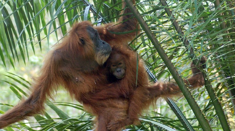2008: Gober und ihre Tochter Gebi, die gerade mal 4–5 Jahre alt ist, aber schon mithelfen muss, an genügend Nahrung zu kommen. Mutter Gober leidet an zunehmend an Grauem Star. In Ölpalmplantagen, wie hier, lebt es sich für Orang-Utans und andere ursprüngliche Waldbewohner besonders gefährlich. Die Plantagenarbeiter fackeln nicht lange. – Bild: 3sat 2008: Gober und ihre Tochter Gebi, die gerade mal 4–5 Jahre alt ist, aber schon mithelfen muss, an genügend Nahrung zu kommen. Mutter Gober leidet an zunehmend an Grauem Star. In Ölpalmplantagen, wie hier, lebt es sich für Orang-Utans und andere ursprüngliche Waldbewohner besonders gefährlich. Die Plantagenarbeiter fackeln nicht lange. – Bild: 3sat
