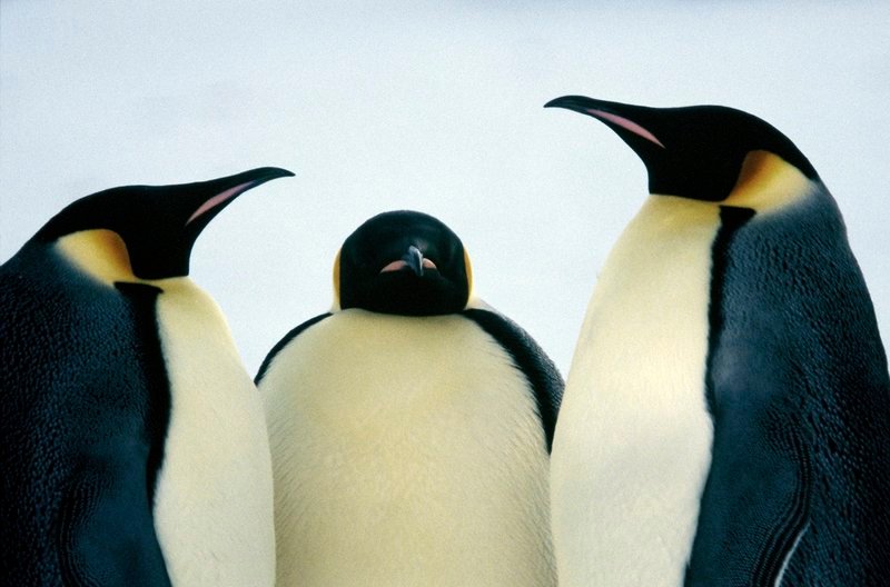 13 Monate lang beobachteten die Filmemacher die Pinguinkolonie unter antarktischen Extrembedingungen aus nächster Nähe. – Bild: MDR/Studiocanal 13 Monate lang beobachteten die Filmemacher die Pinguinkolonie unter antarktischen Extrembedingungen aus nächster Nähe. – Bild: MDR/Studiocanal