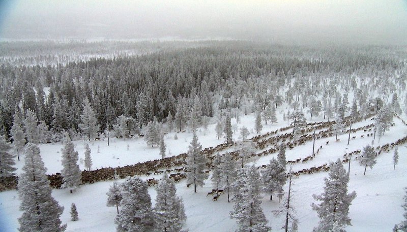In den Wochen vor Weihnachten findet die Rentierscheide statt – alle Rentiere werden bei den Sami einmal im Jahr ihren Besitzern zugeordnet. – Bild: NDR