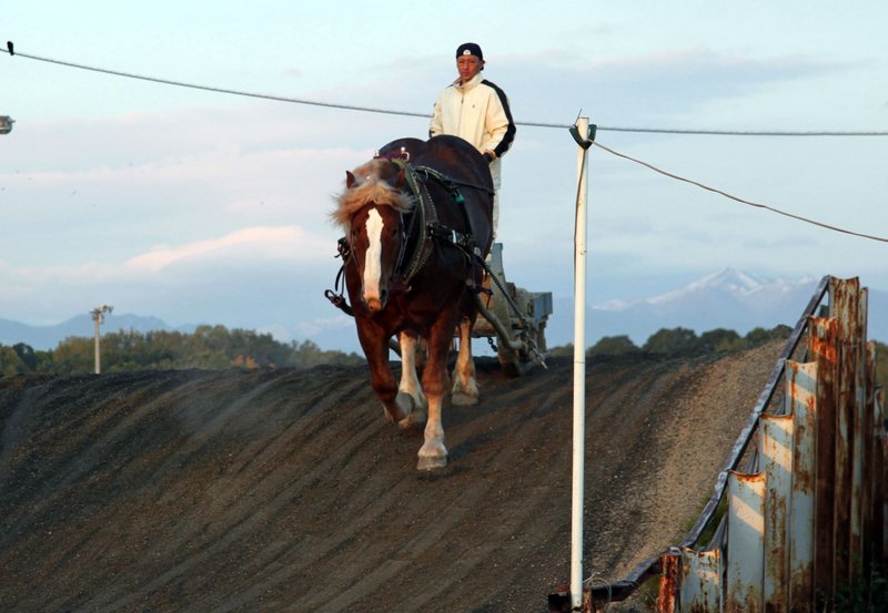 Bamba-Pferd mit Jockey beim Morgentraining. – Bild: NDR/NDR/Mariko Atsumi Bamba-Pferd mit Jockey beim Morgentraining. – Bild: NDR/NDR/Mariko Atsumi