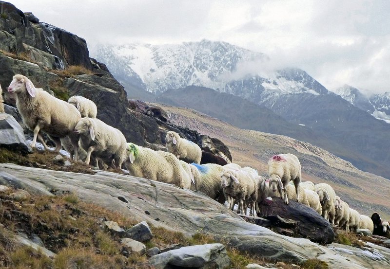 Schafe und Schneefelder – Bild: HR/​Rolf Bickel
