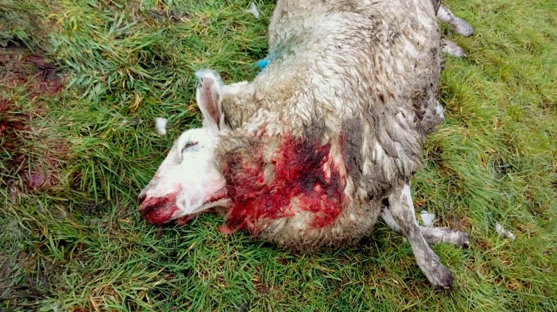Ein totes Schaf auf der Weide. Es wurde vermutlich von einem Wolf gerissen, der einen Elektrozaun überwand. – Bild: NDR/Stefan Weiße Ein totes Schaf auf der Weide. Es wurde vermutlich von einem Wolf gerissen, der einen Elektrozaun überwand. – Bild: NDR/Stefan Weiße
