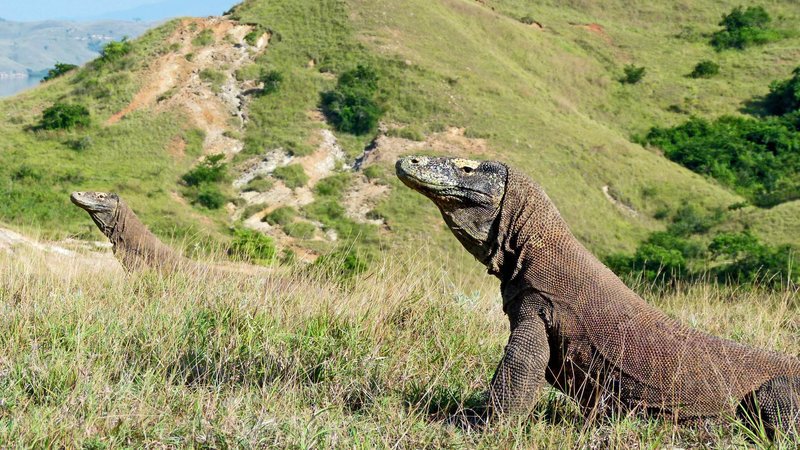 Trotz seiner imposanten Erscheinung zählt der Komodowaran zu den gefährdeten Tierarten. Sein Bestand wird auf etwa 4.000 Tiere geschätzt. – Bild: N24 Doku
