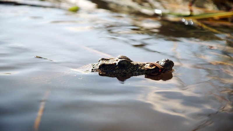 Im Einsatz für das Kubakrokodil – Bild: 3sat