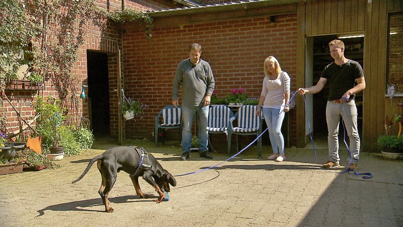 Der Hundeprofi S11e04 Caro Und Andreas Mit Grosspudel Anton Maren Und David Mit Der Franzosischen Bulldogge Django Fernsehserien De