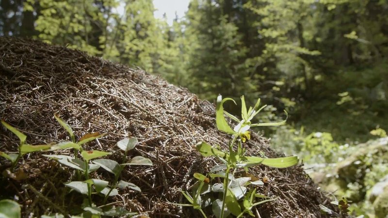 Die Architekten des Tierreichs – Bild: TVNOWabe und Beachtung der unter http