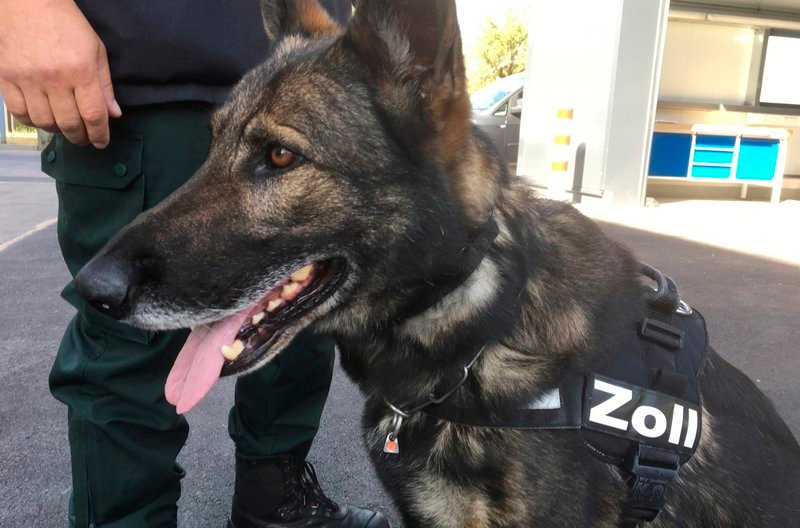 Hunde sind für den Menschen im täglichen Leben oft unersetzbar. Der Film zeigt die beeindruckenden Fähigkeiten der Vierbeiner und begleitet sie beim Training, im Einsatz und beim Zusammenleben mit Menschen. – Polizeibeamter beim Zoll mit Schäferhund während des Trainings. – Bild: rbb/BR Hunde sind für den Menschen im täglichen Leben oft unersetzbar. Der Film zeigt die beeindruckenden Fähigkeiten der Vierbeiner und begleitet sie beim Training, im Einsatz und beim Zusammenleben mit Menschen. – Polizeibeamter beim Zoll mit Schäferhund während des Trainings. – Bild: rbb/BR
