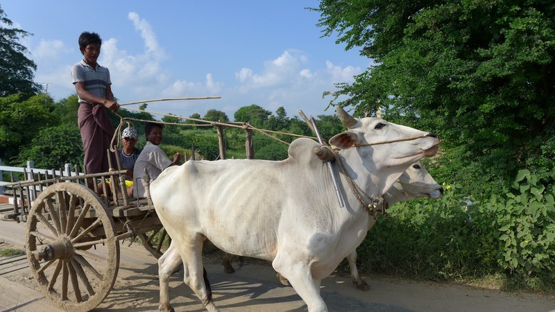 Ochsengespanne statt Maschinen – archaische Landwirtschaft in Myanmar. – Bild: ZDF und SR/​Ute Werner.