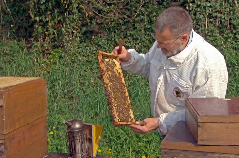 Imker Christian Haas aus Freiamt im Markgräflerland kontrolliert im Frühling seine Völker. Als Kind ging er oft mit einem zugeschwollenen Auge in die Schule, weil ihn die Bienen gestochen haben. Heute ist er immun. – Bild: SWR Imker Christian Haas aus Freiamt im Markgräflerland kontrolliert im Frühling seine Völker. Als Kind ging er oft mit einem zugeschwollenen Auge in die Schule, weil ihn die Bienen gestochen haben. Heute ist er immun. – Bild: SWR