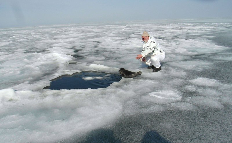 Im April, wenn das Eis des Baikal zu tauen beginnt, Risse und Spalten meterbreit klaffen, begibt sich der russische Robbenforscher Dr. Jewgenij Petrow mit einer wagemutigen Truppe hinaus auf den See. Mit Schlitten, Zelten und klapprigen Motorrädern, die noch aus Sowjetzeiten stammen, gehen sie für 20 Tage auf Expedition über das brüchige Eis, um die neugeborenen Robben zu zählen. – Bild: PHOENIX/rbb/Wolfgang Mertin Im April, wenn das Eis des Baikal zu tauen beginnt, Risse und Spalten meterbreit klaffen, begibt sich der russische Robbenforscher Dr. Jewgenij Petrow mit einer wagemutigen Truppe hinaus auf den See. Mit Schlitten, Zelten und klapprigen Motorrädern, die noch aus Sowjetzeiten stammen, gehen sie für 20 Tage auf Expedition über das brüchige Eis, um die neugeborenen Robben zu zählen. – Bild: PHOENIX/rbb/Wolfgang Mertin
