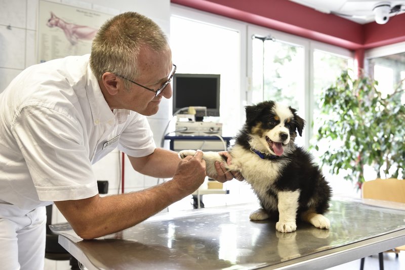 hautnah die tierklinik sendetermine hautnah die tierklinik sendetermine