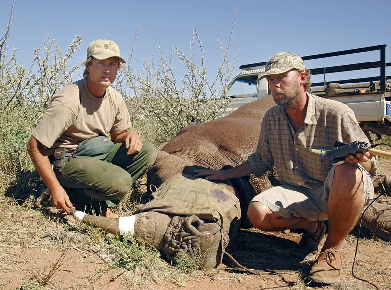 Nashörner erhalten Sendehalsbänder, um sie besser orten zu können. – Bild: BR/​Filmquadrat/​SWR/​Lisa Eder