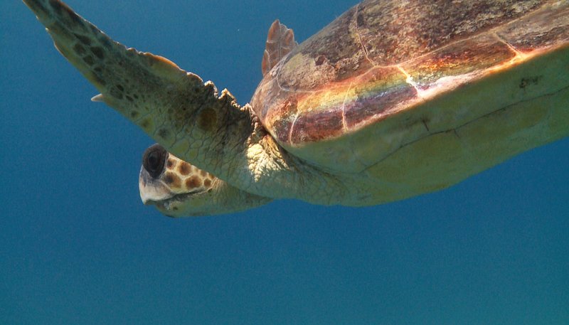 Die schlaueste Schildkröte der Welt – Bild: BR/​Hydra-Institut