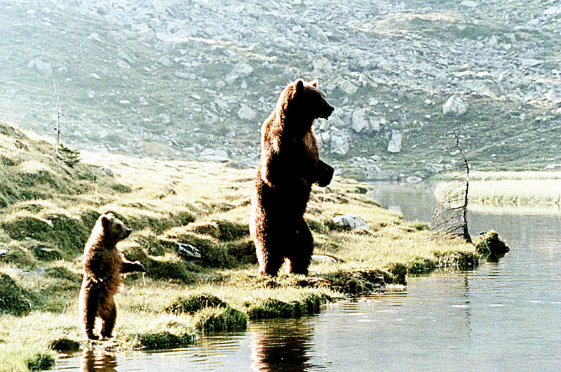 Der Bär – Bild: DMB