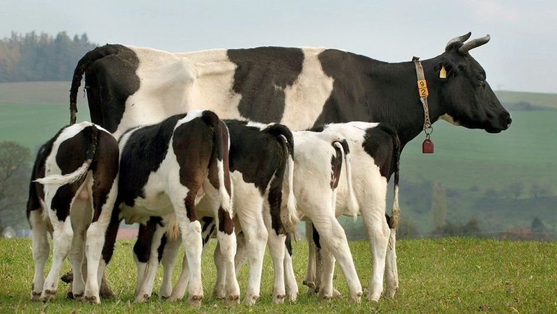 Ammenkuh Samura ist sehr beliebt. Neunmal hat die Kuh in ihrem elfjährigen Leben schon gekalbt, einmal sogar Zwillinge. – Bild: ART Ammenkuh Samura ist sehr beliebt. Neunmal hat die Kuh in ihrem elfjährigen Leben schon gekalbt, einmal sogar Zwillinge. – Bild: ART