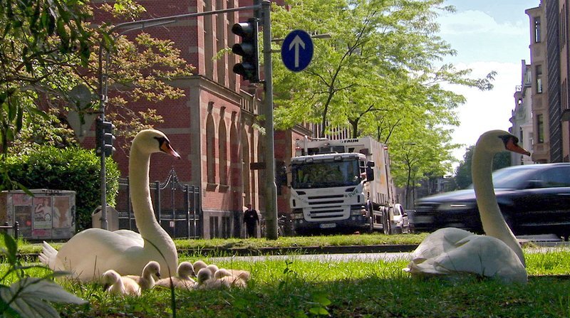 Mitten in Köln hat sich eine Schwanenfamilie inmitten des Autoverkehrs mit ihrem Nachwuchs niedergelassen. – Bild: WDR 2013