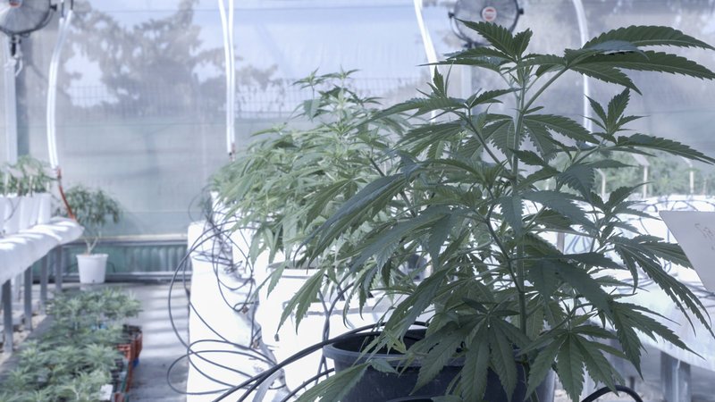 Legaler Anbau von medizinischem Cannabis in Israel. – Bild: ZDF und Ricardo Garzon
