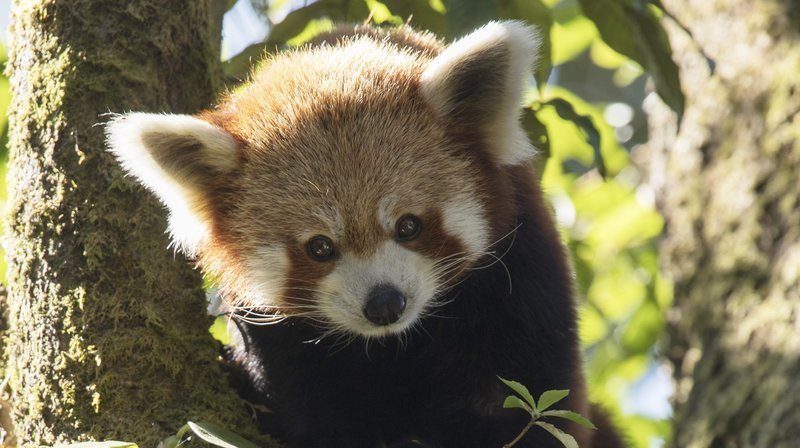 Der Rote Panda gilt als schönstes Säugetier der Welt. – Bild: BR/​NDR/​Axel Gebauer