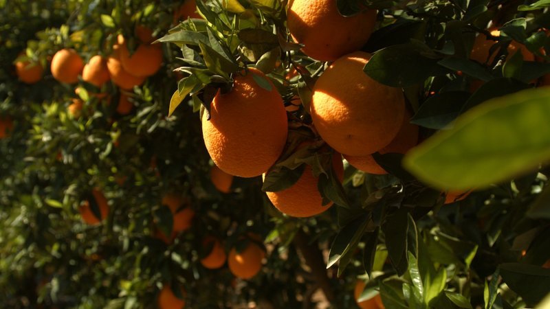 Die Orange auf dem Weg zum Supermarkt. – Bild: n-tv/​ Weltenangler