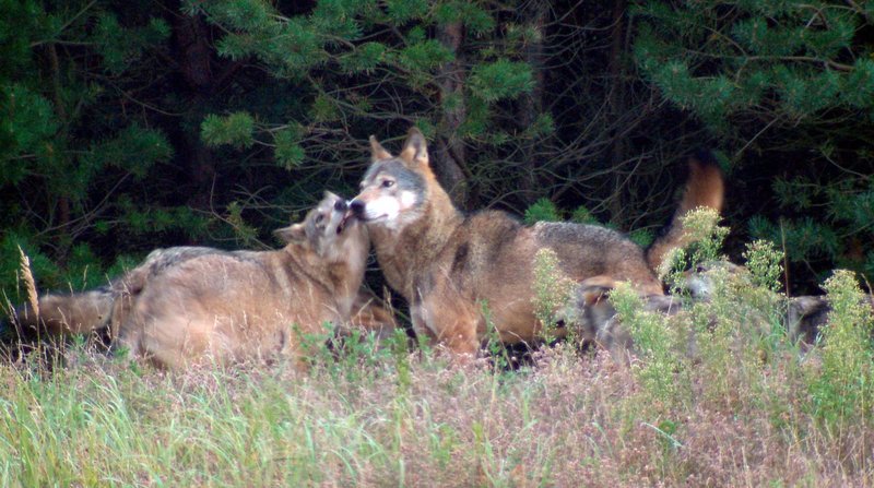 Ein junger Wolf zeigt seinen Respekt vor dem Familienoberhaupt, einem Rüden. – Bild: ORF
