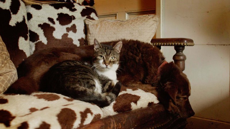 Katzen können balancieren wie Ballerinas, hören das Scharren einer Maus aus zehn Meter Entfernung und besitzen eine einzigartige Sozialkompetenz. Sie gelten zudem als beliebtestes Haustier der Welt. Dabei scheinen sich Katzen stetig weiterzuentwickeln. So finden sie immer neue Wege, in unserer Welt zu gedeihen und zeigen ungeahnte Talente. – Bild: Geo Television Katzen können balancieren wie Ballerinas, hören das Scharren einer Maus aus zehn Meter Entfernung und besitzen eine einzigartige Sozialkompetenz. Sie gelten zudem als beliebtestes Haustier der Welt. Dabei scheinen sich Katzen stetig weiterzuentwickeln. So finden sie immer neue Wege, in unserer Welt zu gedeihen und zeigen ungeahnte Talente. – Bild: Geo Television